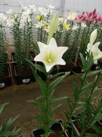 [5145 Bright Tower 16 ST No02.JPG]